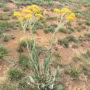 Image of Helichrysum dasymallum Hilliard