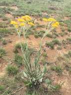 Image of Helichrysum dasymallum Hilliard