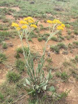 Image of Helichrysum dasymallum Hilliard