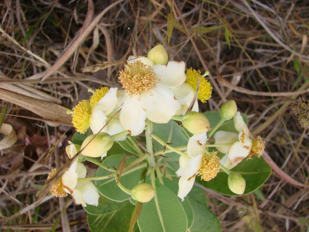 Image of Kielmeyera coriacea Mart.