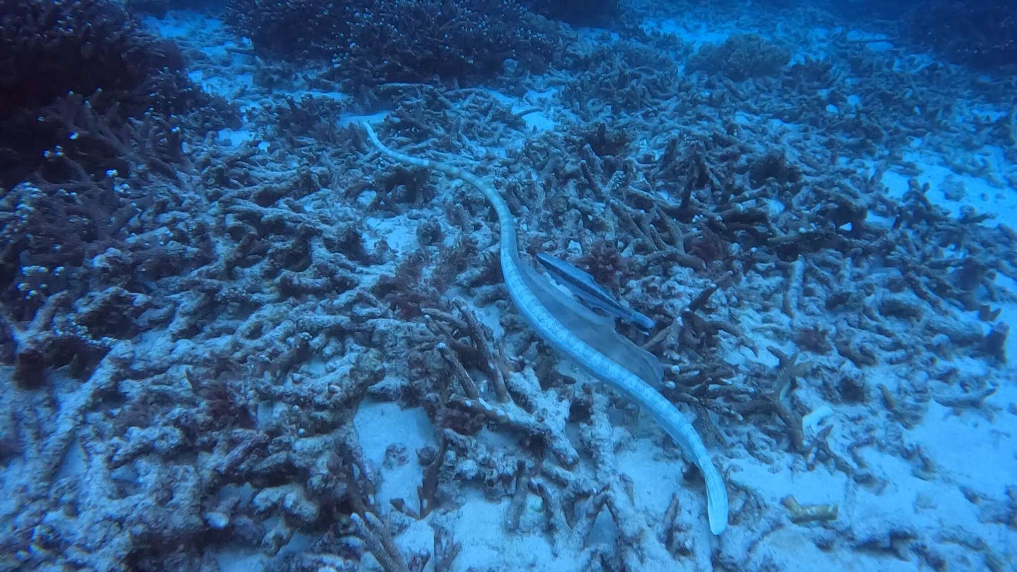 Image of Elegant or bar-bellied seasnake