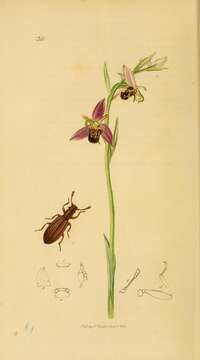 Image of Bee orchid