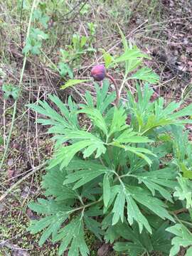 Image of California peony