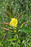 Imagem de Oenothera glazioviana M. Micheli