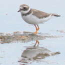 Sivun Charadrius hiaticula tundrae (Lowe 1915) kuva