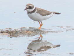 Sivun Charadrius hiaticula tundrae (Lowe 1915) kuva