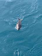 Image of Arctic ringed seal