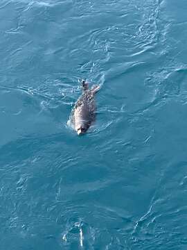 Image of Arctic ringed seal