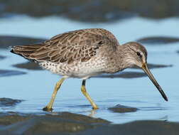 Image of Short-billed Dowitcher