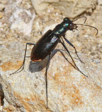 Image of Cicindela (Cicindelidia) politula Le Conte 1875