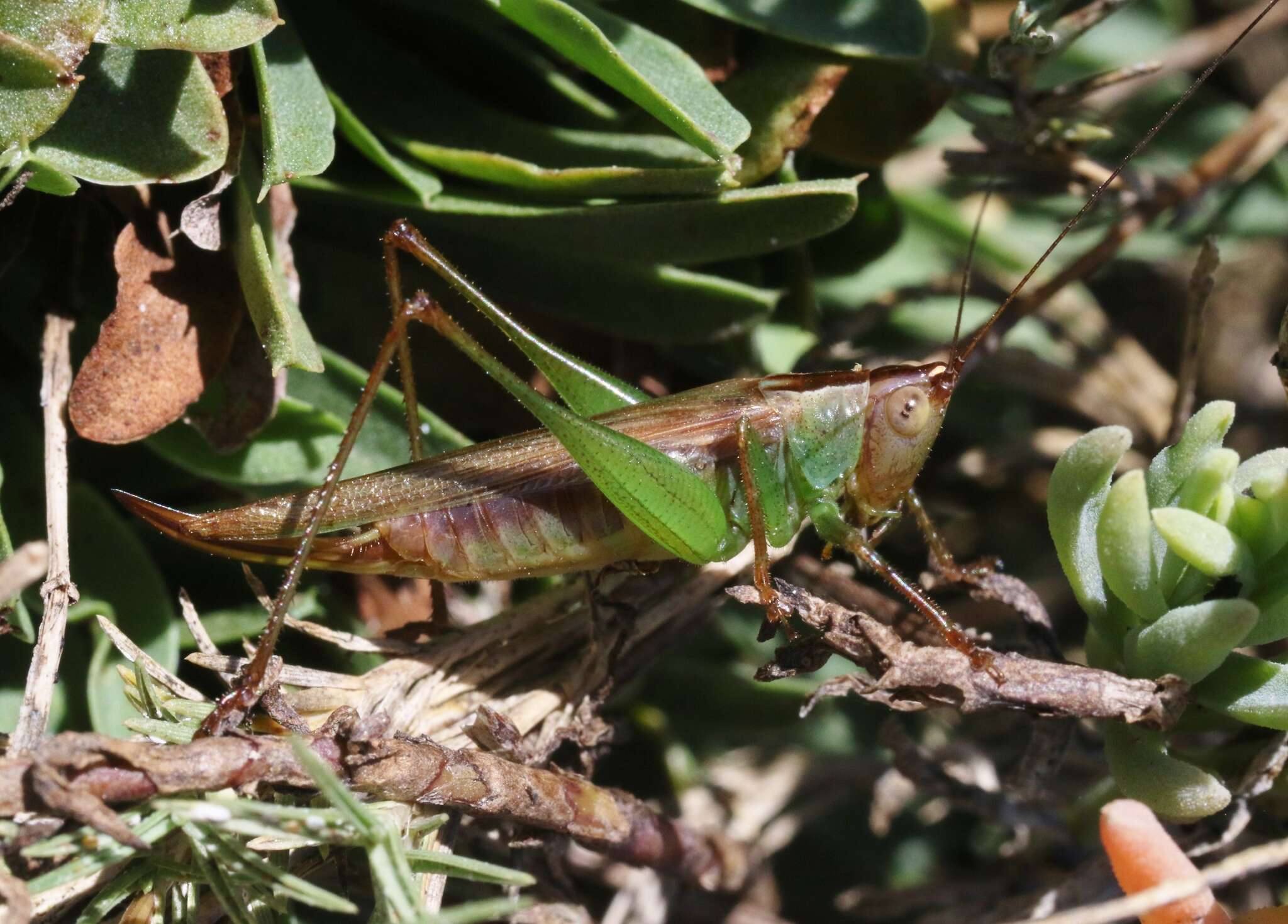 Image de Conocephalus spinosus (Morse 1901)