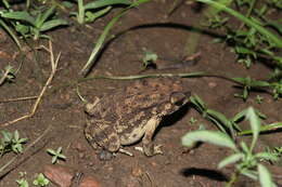 Image of Asian black-spined toad