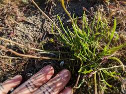 Imagem de Coreopsis californica (Nutt.) H. K. Sharsmith