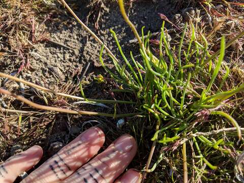 Imagem de Coreopsis californica (Nutt.) H. K. Sharsmith