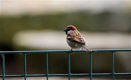 Image of Italian Sparrow