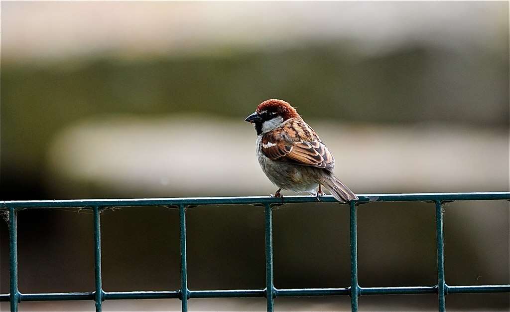 Image of Italian Sparrow