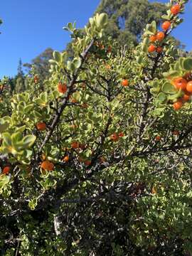 Image of alpine mirrorplant