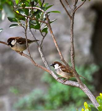 Image of Italian Sparrow