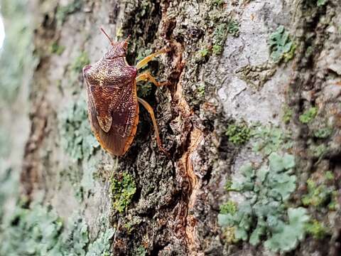 Dendrocoris humeralis (Uhler 1877) resmi