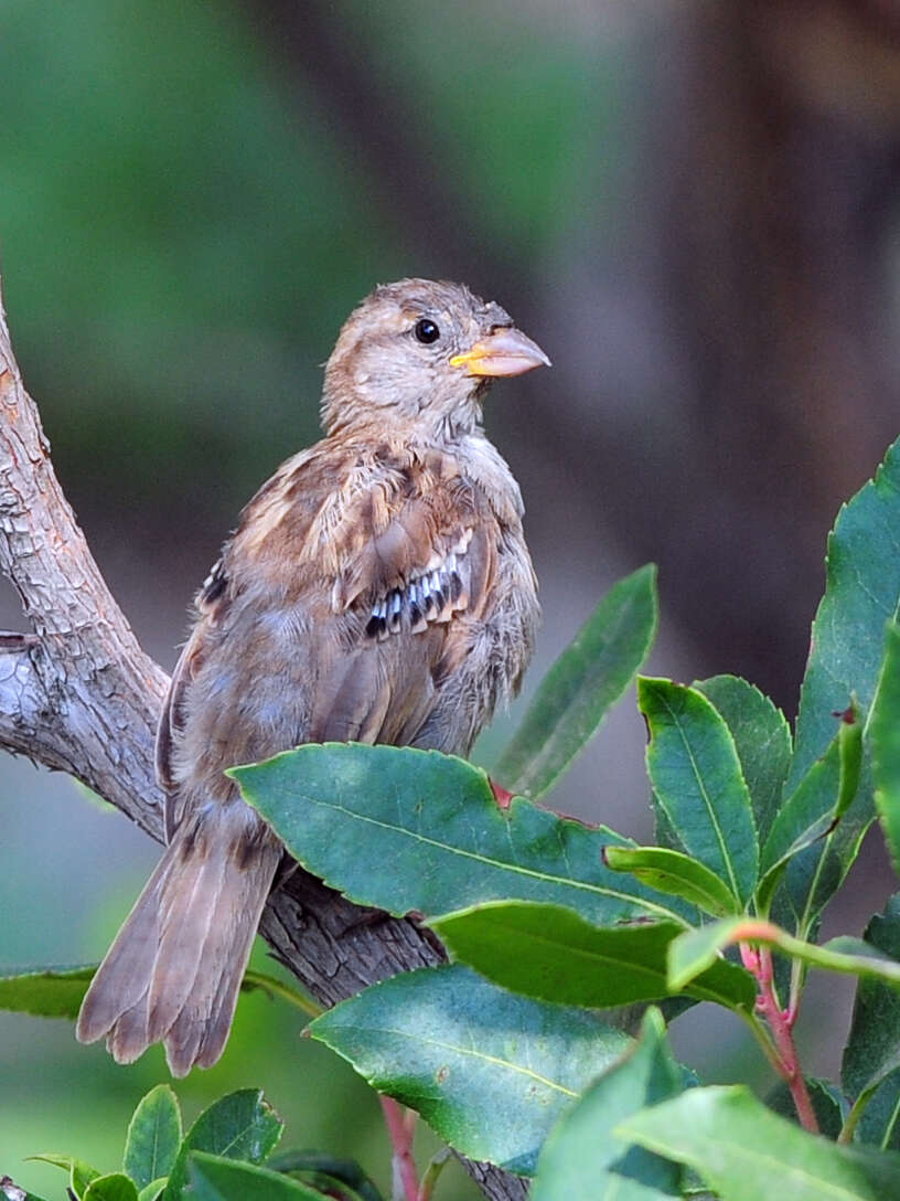 Image of Italian Sparrow