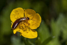 Image of Guanchia pubescens (Géné 1837)