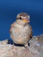 Image of Italian Sparrow