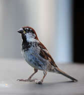 Image of Italian Sparrow