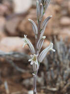 Image of Haworthia decipiens Poelln.