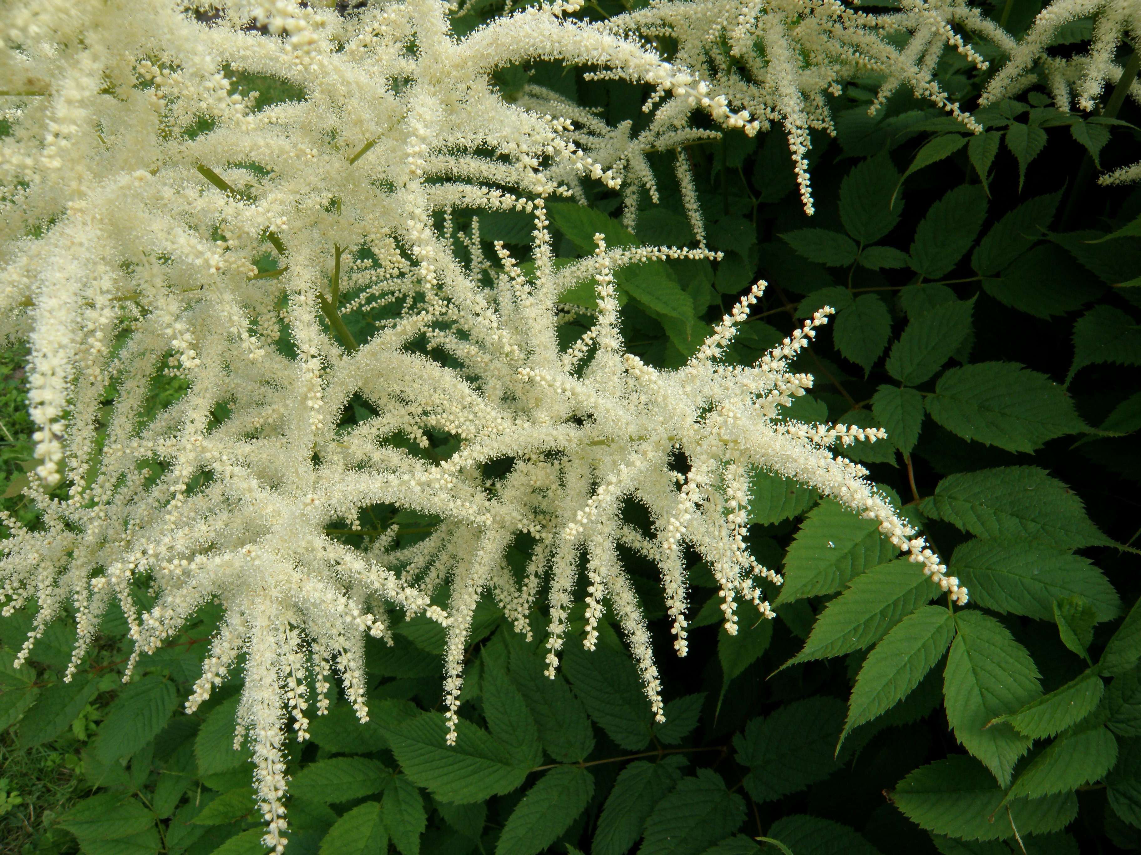 Image of bride's feathers