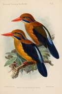 Image of Bougainville Moustached Kingfisher