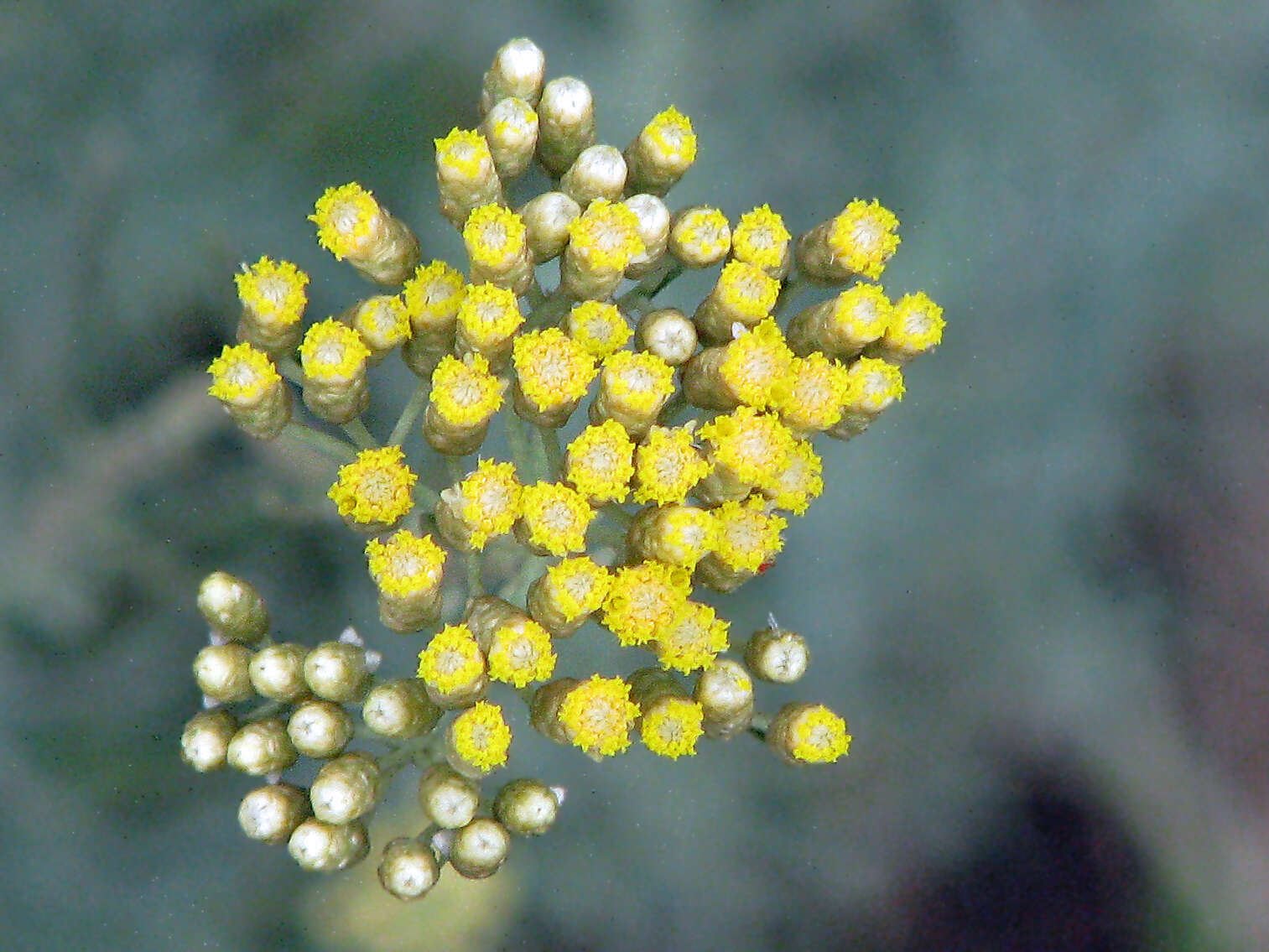 Слика од Helichrysum italicum (Roth) G. Don fil.