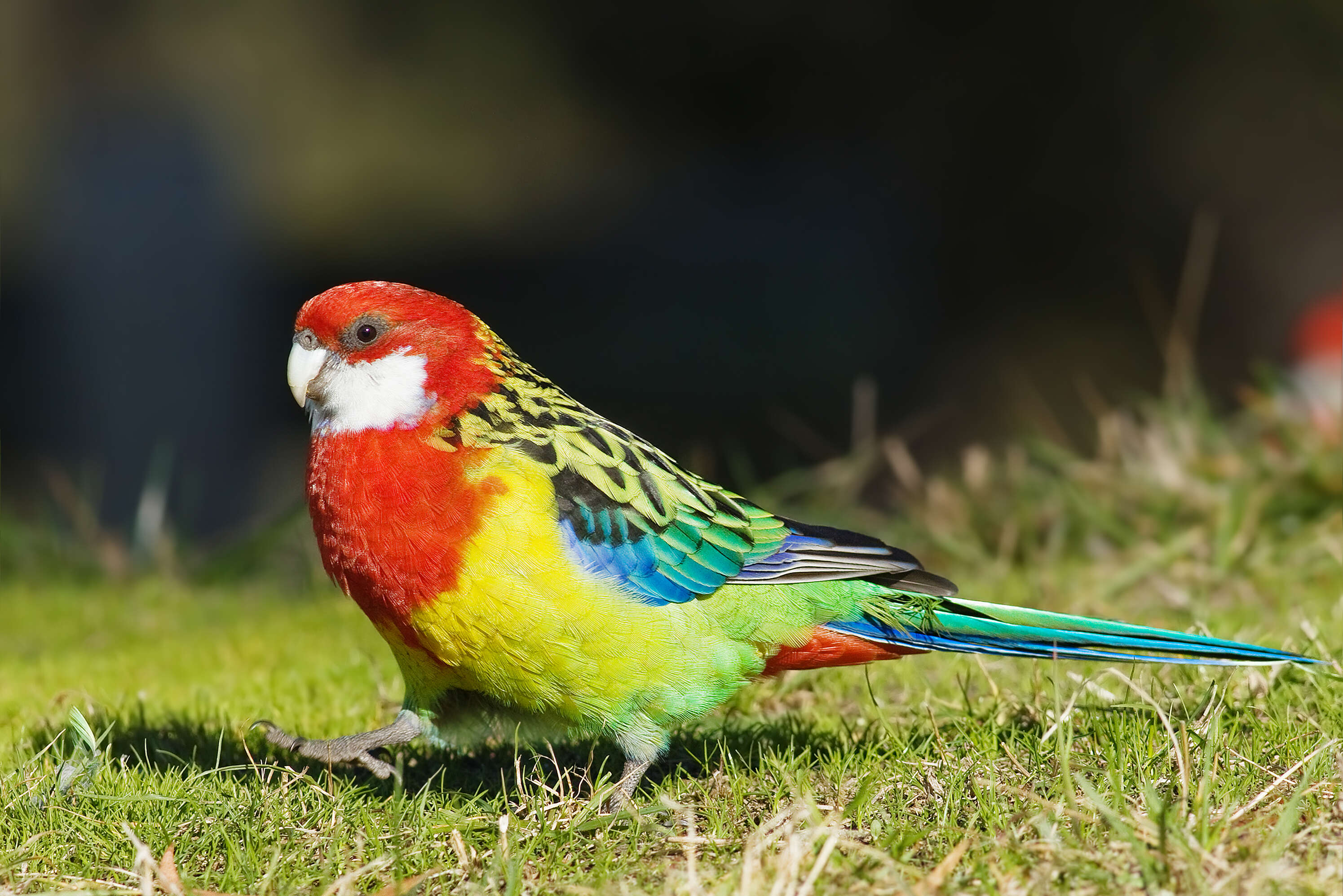 Image of Eastern Rosella