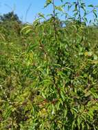 Sivun Prunus angustifolia Marsh. kuva