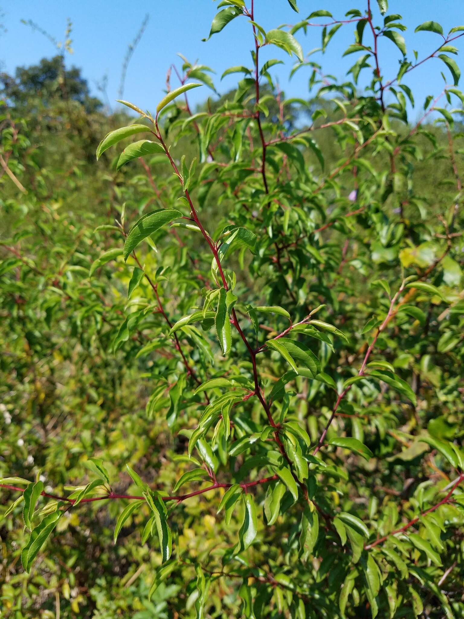 Sivun Prunus angustifolia Marsh. kuva