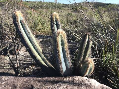 Image of Pilosocereus fulvilanatus (Buining & Brederoo) F. Ritter