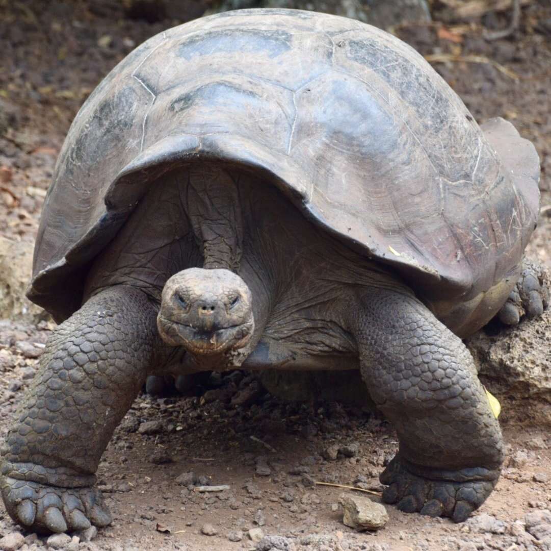 Image of Chatham Island Giant Tortoise