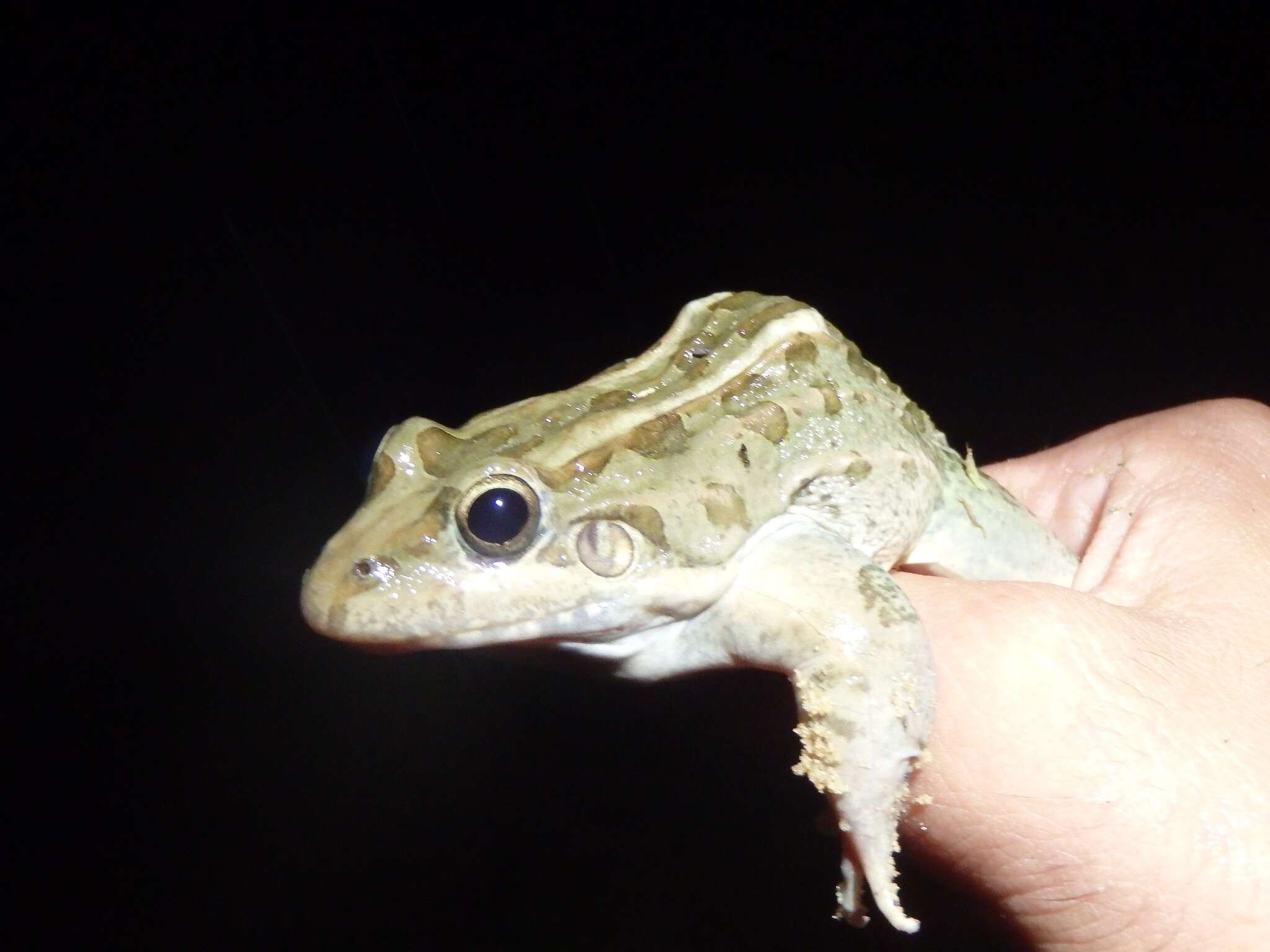 Imagem de Leptodactylus macrosternum Miranda-Ribeiro 1926