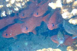 Image of Panamic soldierfish