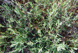 Image of bog rosemary