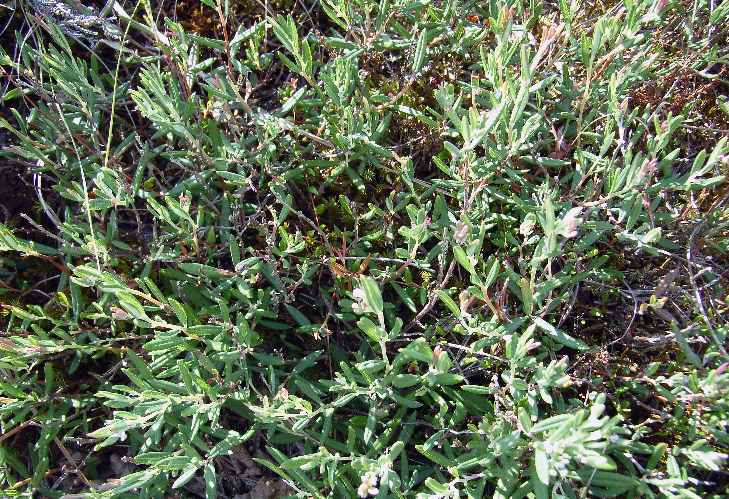 Image of bog rosemary