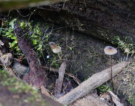 Image of Mycena cystidiosa (G. Stev.) E. Horak 1971