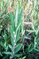 Image of bog rosemary