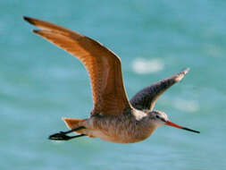 Image of Marbled Godwit