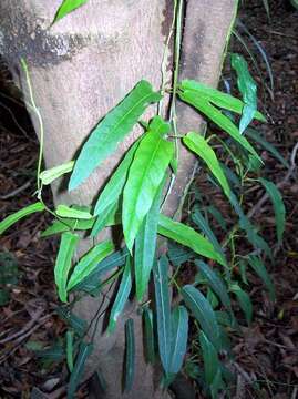 Слика од Parsonsia straminea (R. Br.) F. Müll.