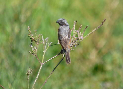 Sporophila ruficollis Cabanis 1851 resmi