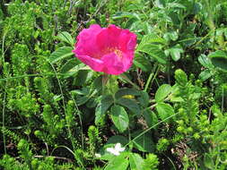 Image of japanese rose