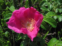 Image of japanese rose