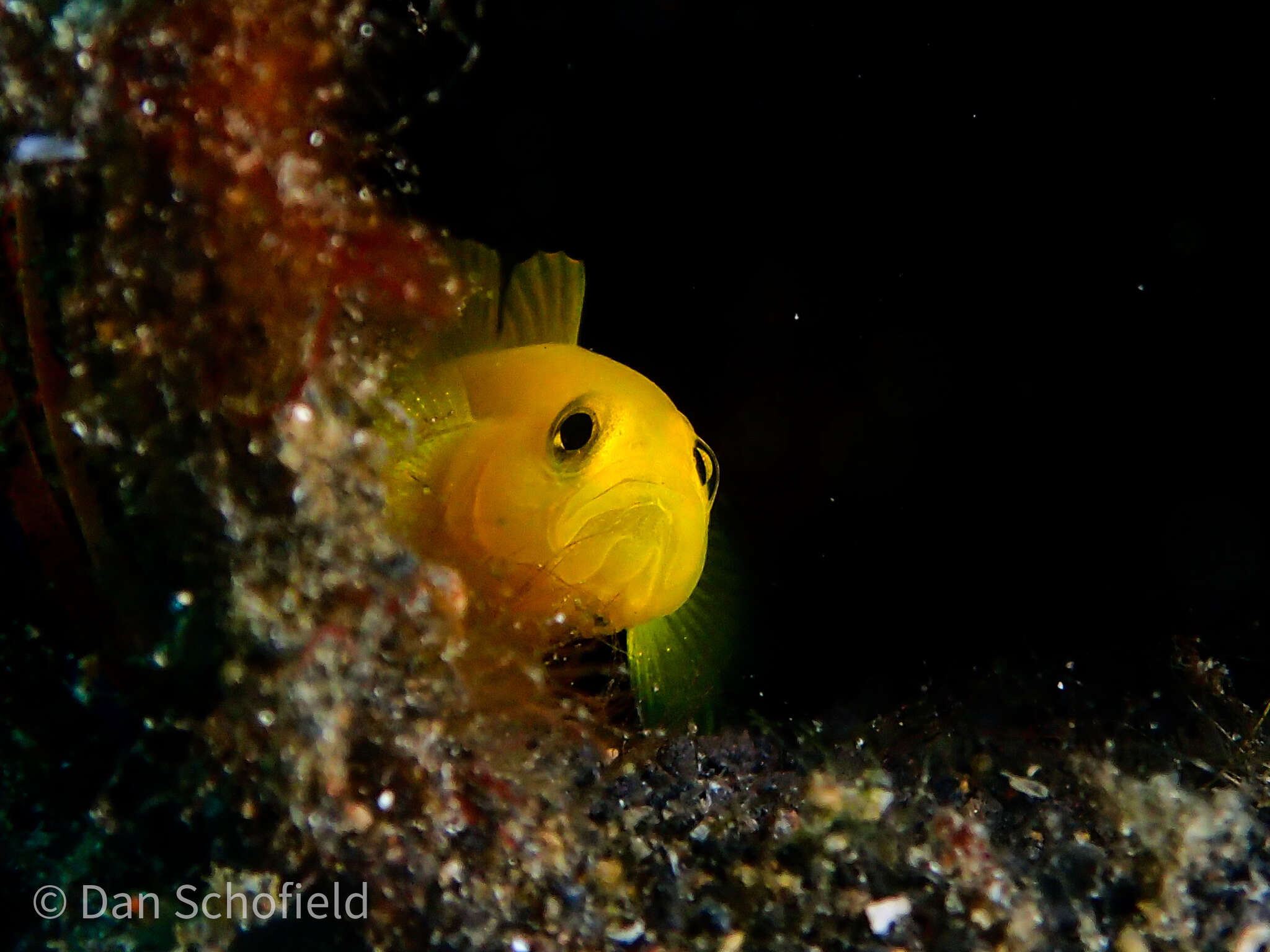 صورة Lubricogobius