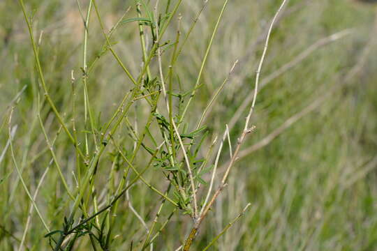 صورة Psoralea glaucescens Eckl. & Zeyh.