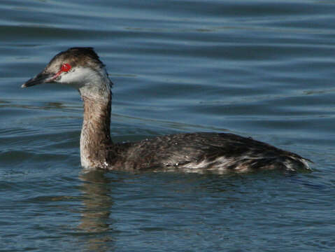 Image of Horned Grebe